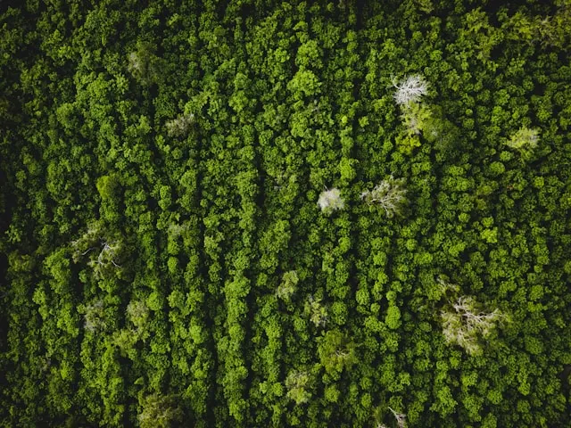 Foret